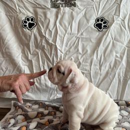 Q T. Boy - White male Bulldog puppy in Tremonton, Utah from Snuggle Pups