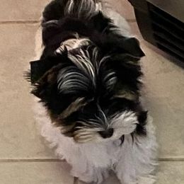 Biewer Terriers from Bama Biewers