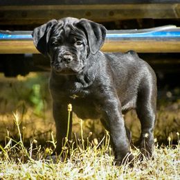 AKC Magnus - Black male Cane Corso puppy in Smartsville, California from Summit Cane Corso