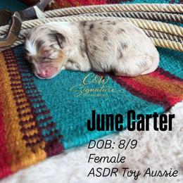 June Carter - Red merle female Toy Australian Shepherd puppy in Kenedy, Texas from C&W Toy Aussies & Poodles
