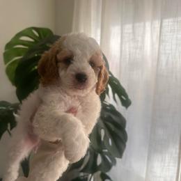 Female 1 - Buff and white female Cockapoo puppy in Sacramento County, California from Sac-Town Poodles and Doodles