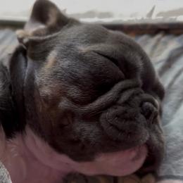 Nova - Blue female French Bulldog puppy in Pine Township, Pennsylvania from BlueCairo Frenchies