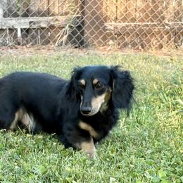 Branch - Dachshund