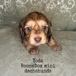 Yoda - Cream male Dachshund puppy in Lexington, Oklahoma from BooneDox Miniature Dachshunds