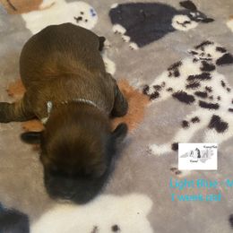 Collie, Lhasa Apso, and Rhodesian Ridgeback Puppies from Koenigplatz Kennel