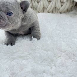 Pearl - Blue female French Bulldog puppy in Campbell Hall, New York from Charlie’s Frenchies