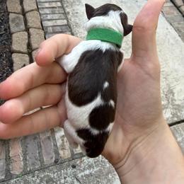 Chip very dark liver and white - Parti male Miniature Schnauzer puppy in Temple, Texas from Schnauzers Of Taylor