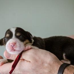 Cori - Black and tan female Pembroke Welsh Corgi puppy in South Otselic, New York from Ridge Top Corgis