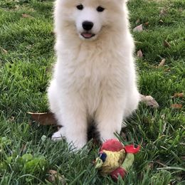 "It's all about play!" Samoyed Puppies from Bluegrass Samoyeds