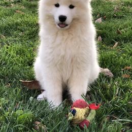 "It's all about play!" Samoyed Puppies from Bluegrass Samoyeds