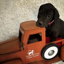 Phryne - Black and white female Great Dane puppy in Wimberley, Texas from Heart of Texas Great Danes