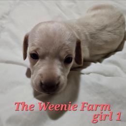 Girl 3 - Cream female Dachshund puppy in Fritch, Texas from The Weenie Farm