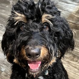 Tinky - Bernedoodle