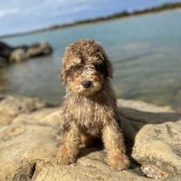 Bernedoodle, Cavapoo, and Goldendoodle Puppies from Doodle Amore