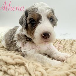 Athena - Blue merle female Bernedoodle puppy in Omaha, Nebraska from Whimsy Doodles