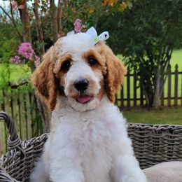 Poodles from Niki Roten