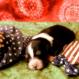 Australian Shepherd Puppies from Dovehawk Australian Shepherds