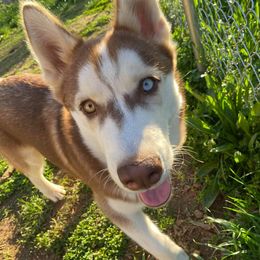 Siberian Husky Puppies from Blue Moon Siberian Husky Haven