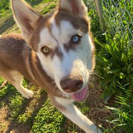 Siberian Husky Puppies from Blue Moon Siberian Husky Haven