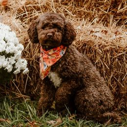Brandy - Australian Labradoodle
