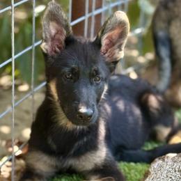 German Shepherd puppies from Jay's German Shepherds
