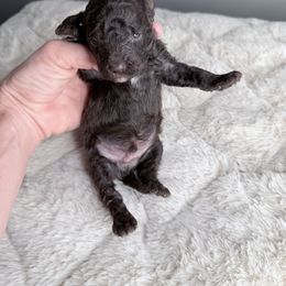 Drift - Brown male Poodle puppy in Caldwell, Idaho from Boise Doodle Co.