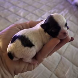Dixon - Sable spotted white male Chihuahua puppy in Tecumseh, Oklahoma from Callie’s Happy Chihuahuas, Callie’s Happy Treasures LLC