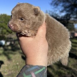 Oakley - Lavender male Pomeranian puppy in Sandia, Texas from Broken Arrow Poms