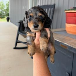 Hansel - Dapple male Dachshund puppy in Stamford, Texas from West Texas Miniature Dachshunds
