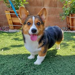 Charlie - Pembroke Welsh Corgi