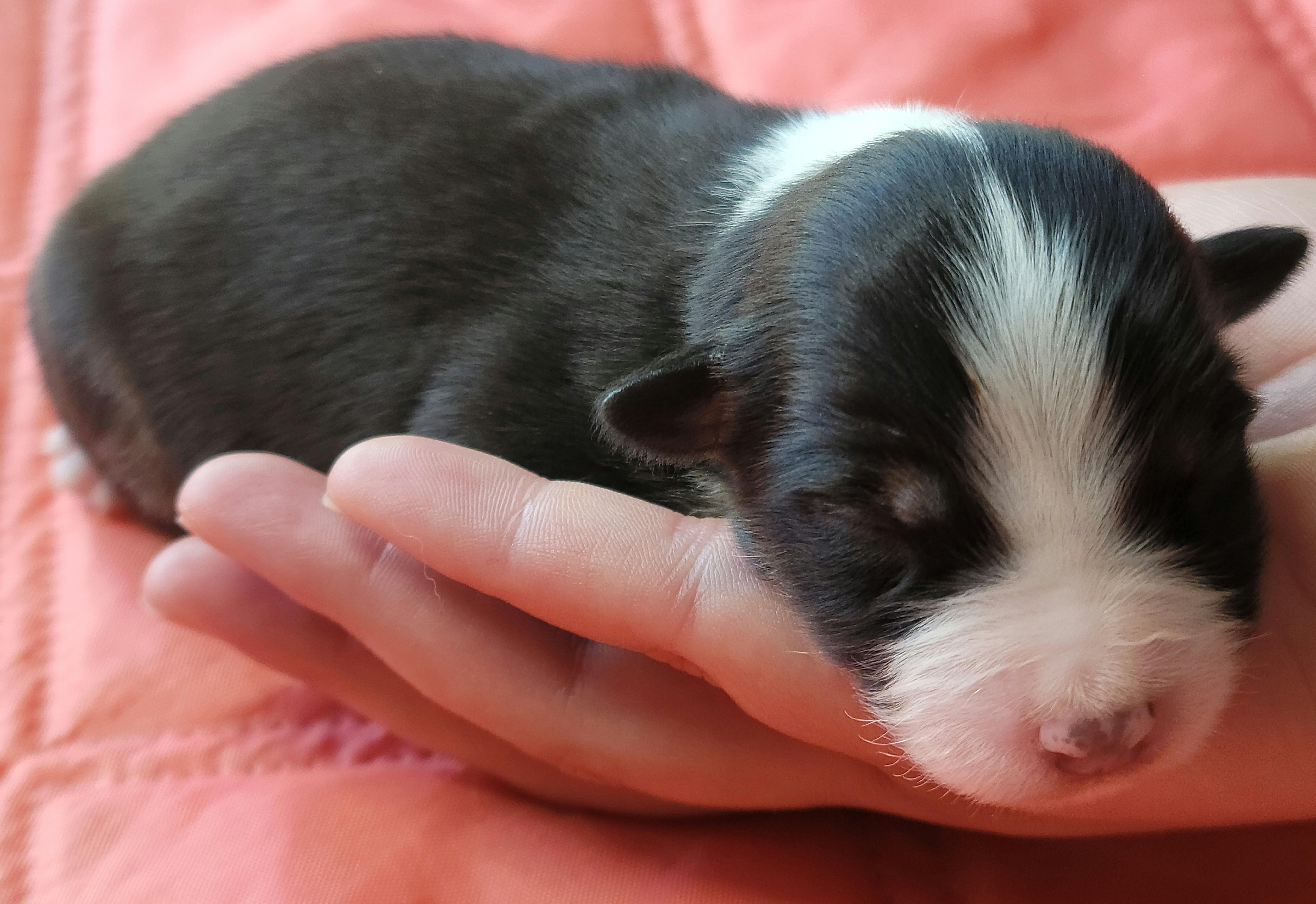 Australian Shepherd Puppies from Blissful Aussies