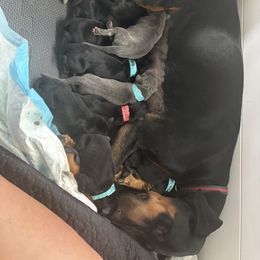 Doberman Pinscher Puppies from NYDobermans