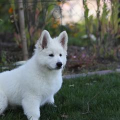 Berger Blanc Suisse Puppies from Nasha Comanda White Swiss Shepherds