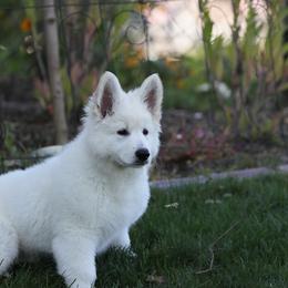 Berger Blanc Suisse Puppies from Nasha Comanda White Swiss Shepherds