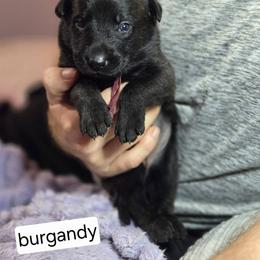 Burgandy Collar Female - Gold brindle female Dutch Shepherd puppy in Dallas, Georgia from Bluestone Creek Dutch Shepherds