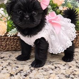 Midnight - Black female Shih Tzu puppy in Victorville, California from Californiadreamyshihtzus