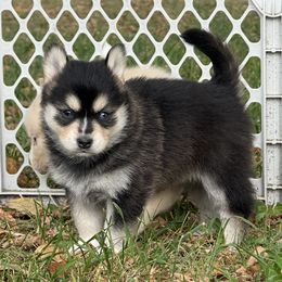 Pomsky Puppies from SRF Pomskies