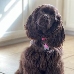 Cocker Spaniel All Grown Up from Once Upon a Time Cockers