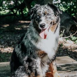 Erza - Miniature American Shepherd