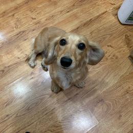 Bean - Cream female Dachshund puppy in Rialto, California from DashiesDachLLC