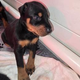 Girl 3 - Black and rust female Doberman Pinscher puppy in Shrewsbury, Massachusetts from Di Nonno Dobermann