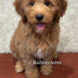 Peaches - Red  female Goldendoodle puppy in Milford, Indiana from Railway Acres Kennel