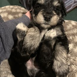 Miniature Schnauzer puppies from Schnauzer Society