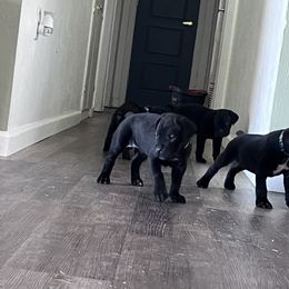 Cane Corso Puppies from Ragnarok kennels