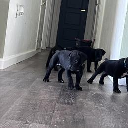 Cane Corso Puppies from Ragnarok kennels
