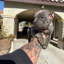 Cane Corso Puppies from ThinLine Cane Corso