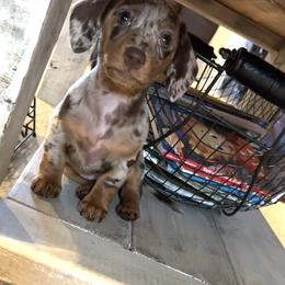 Dachshund Puppies from Bo Didley's Doxies