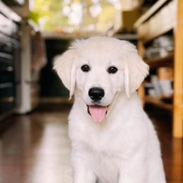 Golden Retriever Puppies from Freedom Retrievers