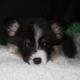 Snickers - Black and tan female Pembroke Welsh Corgi puppy in Washington from Castle View Royal Rumps