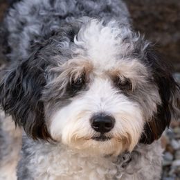Raya - Australian Labradoodle